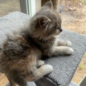 Meet your Posher, Emma